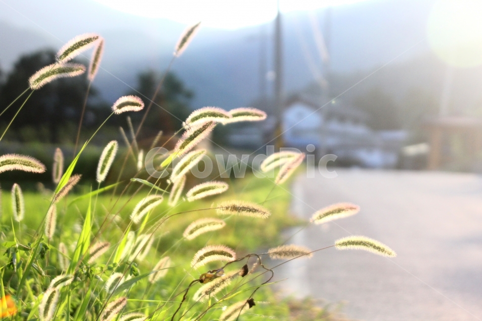 hometown,Mungyeong,road,countryside,daily,autumn,Emotion,pussywillow
