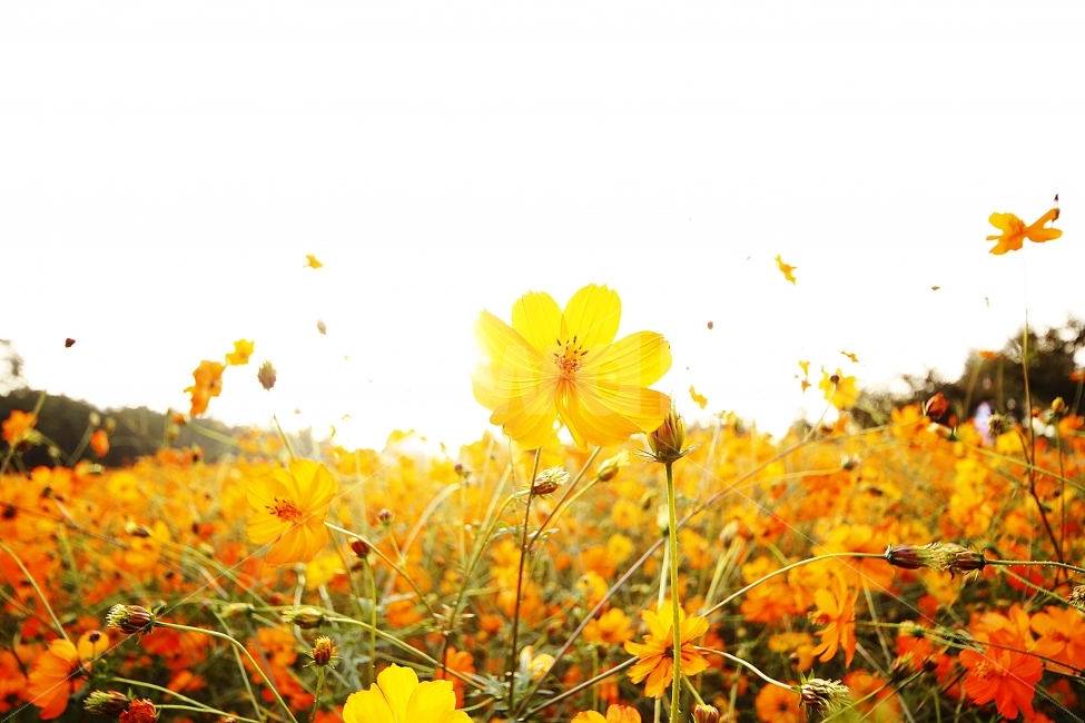 꽃,코스모스,가을,풍경,flowers,가을,계절,fall,autumn,season,식물,자연,plants,nature,꽃,flower,plant,blossom,petal,꽃잎