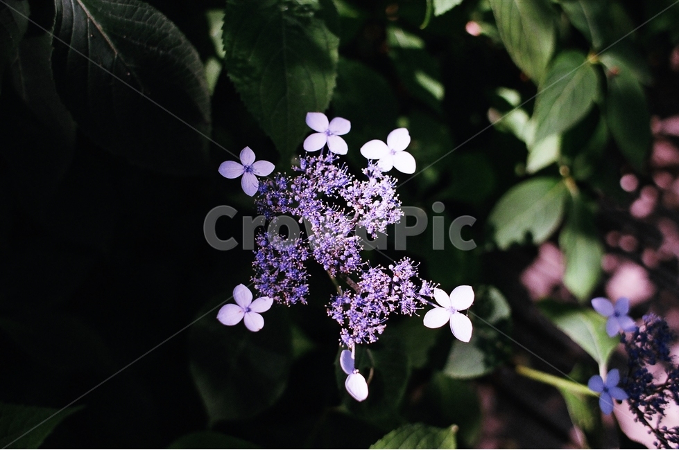 산수국,수국,산,등산,산책,꽃,식물,자연,plants,nature,꽃,flower