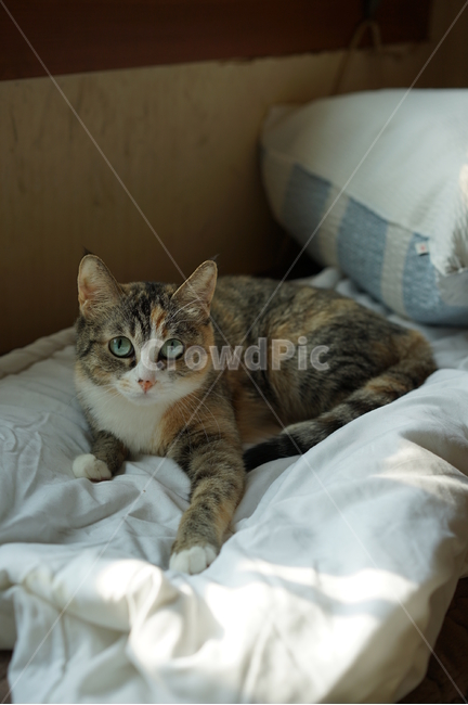 고양이,고양이손,겁쟁이,겁먹은,고양이눈빛,녹색눈,이불위,동물,animal,포유류,mammal,고양이,cat,kitten,kitty