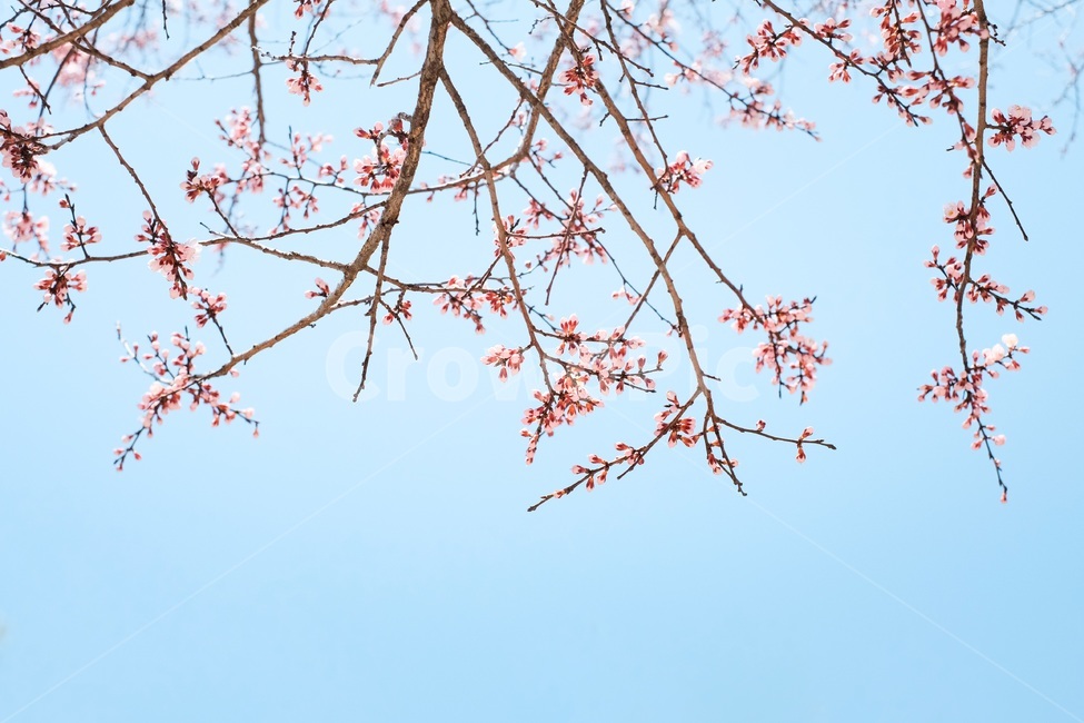 leaf,잎,plant,식물,봄,벚꽃