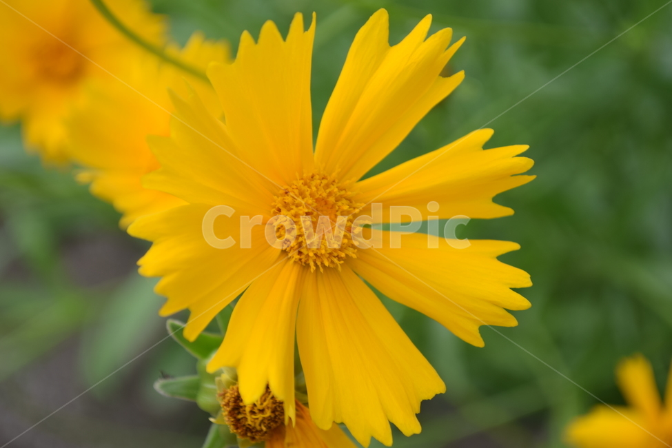 노란,따듯함,코스모스,한송이,가을,식물,자연,plants,nature,꽃,flower
