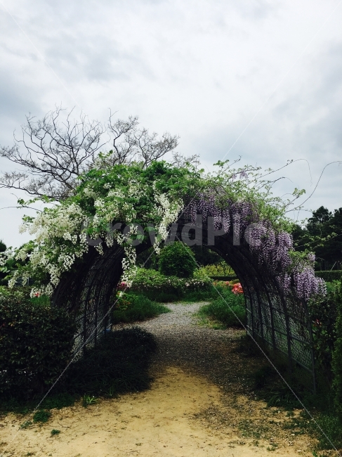 등나무,흰색,보라색,꽃,풍경,자연,풍경,nature,landscape,garden,정원,outdoors,옥외,arbour,정자