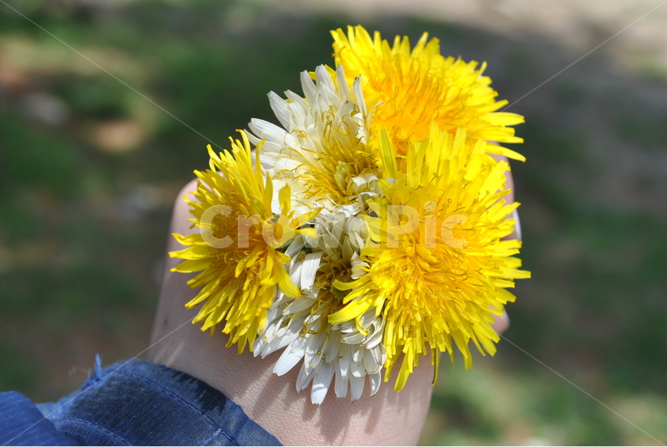 plant,식물,pollen,화분,민들레