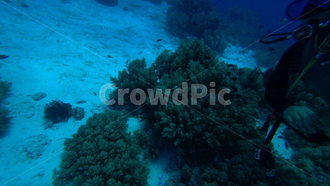 water,물,sea,바다,nature,자연,ocean,대양,해양생물,reef,암초,animal,동물,scubadiving,산호초,coralreef,스쿠버다이빙,sport,스포츠,해양스포츠,sealife