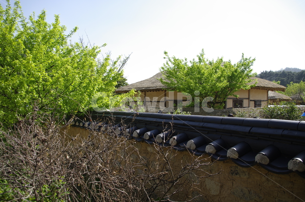 건축,전통건축,traditional,전통,기와지붕,담장,나무,식물,plant,한국전통,한국문화,korean traditional,korean culture,건축물,건물외관,exterior,building,structure,architecture,construction