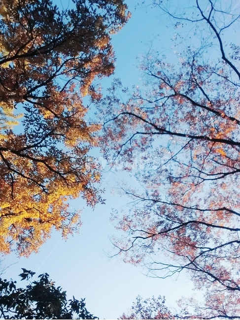 은행나무,단풍나무,청명한,하늘,가을,가을감성