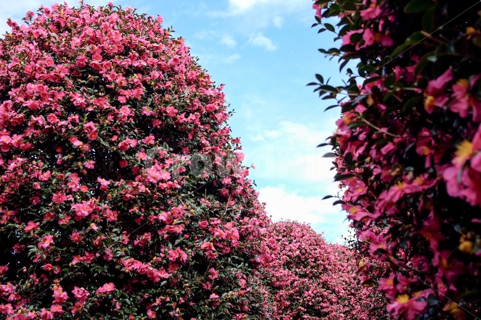 제주,겨울제주,동백,동백꽃,동백나무,jeju,camellia,winterflower,식물,자연,plants,nature,꽃,flower,나무,trees,wood