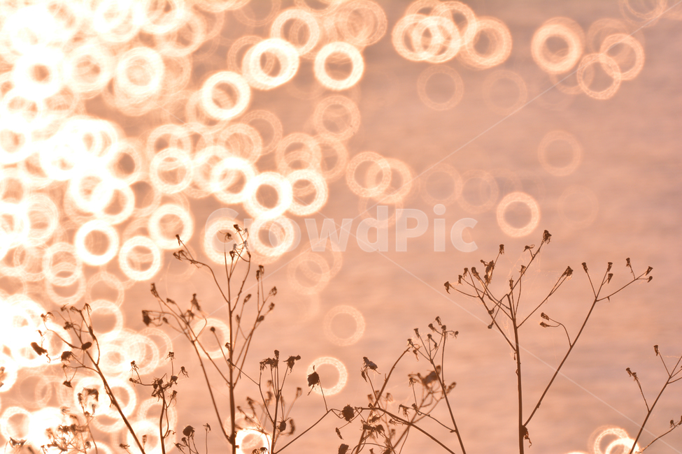 가을,가을배경,감성사진,보케,빛망울,플레어,들꽃,들풀,가을분위기,가을서정,가을감성,잡초,plant,flowers,가을낭만,background,season,식물,autumn,fall,feeling,sensible,emotional,10월,11월,풍경,배경,바탕,백그라운드,물,워터,water,반사,원형,bokeh,sunset,물결,해질무렵