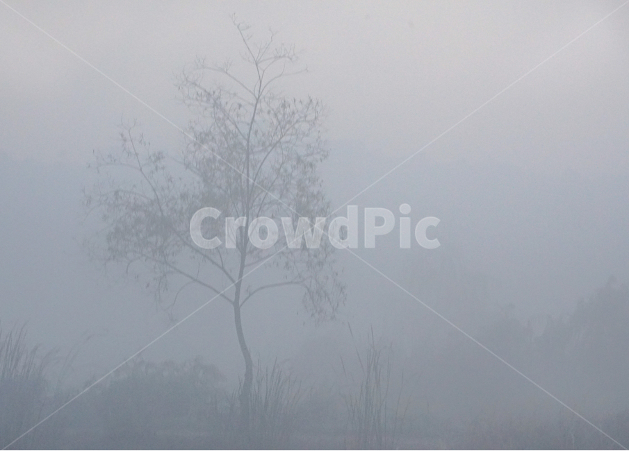 나무,안개,여명,새벽,식물,풍경,자연,자연,풍경,nature,landscape,weather,날씨,outdoors,옥외