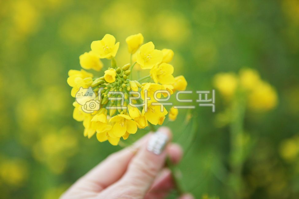 유채꽃, rapeseed, 유채꽃밭, 봄, 여름, 사진,이미지,일러스트,캘리그라피 - chococoyam작가
