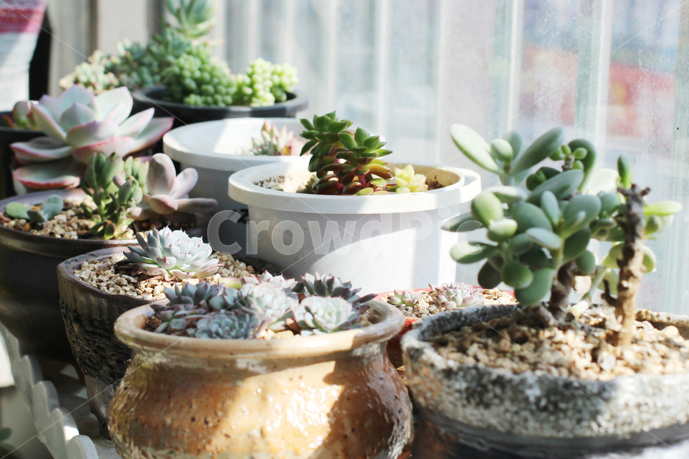 다육식물,다육이,화단,베란다,화분,fleshyplant,실내용화초,화분,화초,house plant