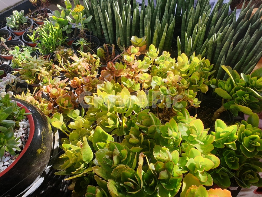 항아리,화분,plant,식물,다육이,햇빛