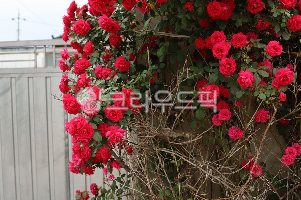 장미,꽃다발,flowerbouquet,flowerarrangement,rose,꽃,flower,빨간색꽃,강렬한