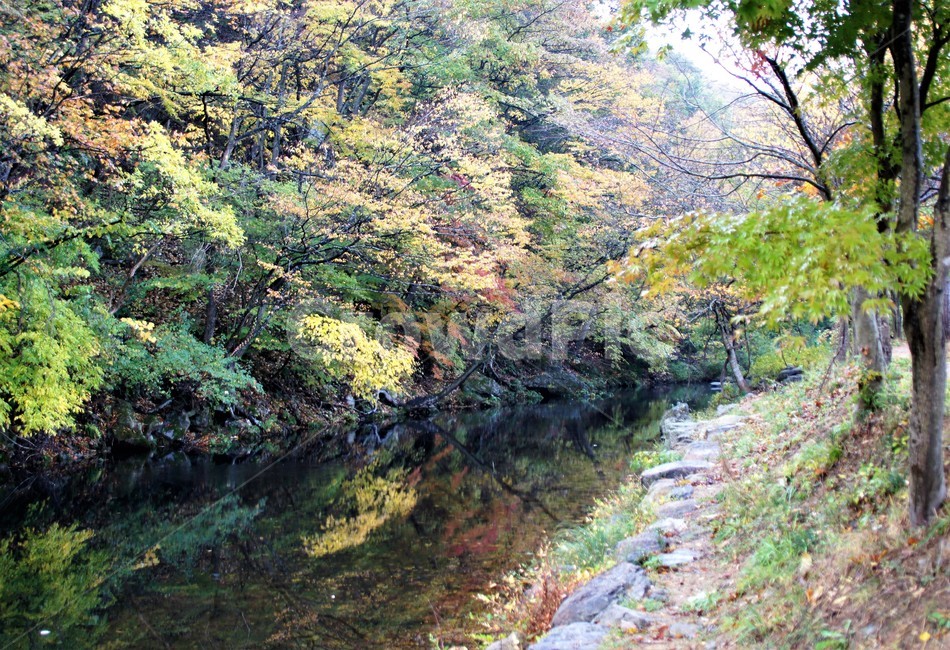 가을,단풍,낙엽,나무,풍경,계절,식물,숲속,단풍잎,단풍나무,초록색,노란색,붉은색,season,autumn,nature,fall,trees,green,red,yellow,자연풍경,감성,계곡물,그림자,가을,계절,fall,autumn,season,자연,풍경,nature,landscape,water,물,outdoors,옥외