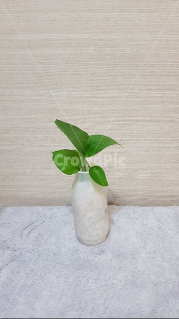 vase,pottery,항아리,plant,식물,pottedplant,화분,스킨답서스,수경재배,물꽂이,리폼,화분리폼,잎,나뭇잎,새순