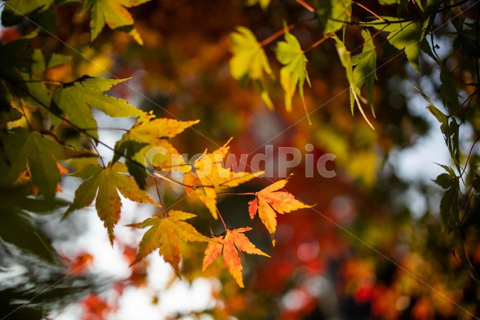 plant,단풍,leaf,잎,나무,tree,식물,가을,낙옆,은행나무,maple,autumn,가을,계절,fall,autumn,season
