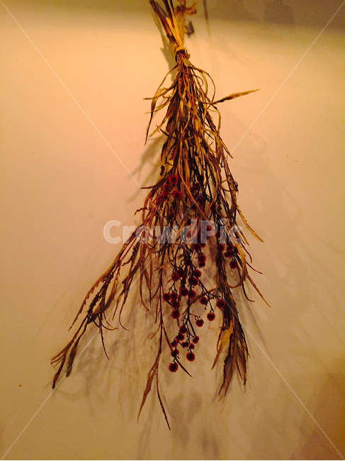 드라이플라워,dryflower,plant,식물,꽃,꽃다발,bouquet,bunchofflowers