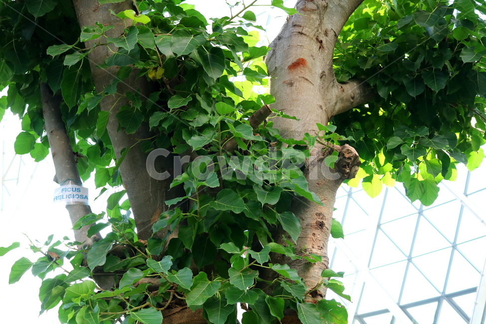 나무,보리수,인도보리수,뽕나무과,식물,활엽수,식물원,식물,자연,plants,nature,나무,trees,wood