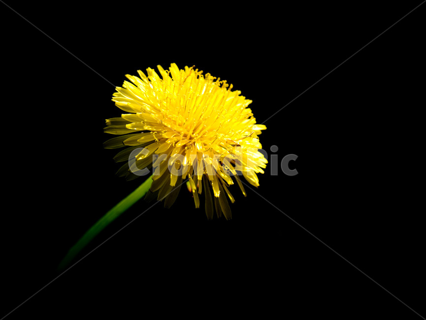 민들레,희망,어두움,등불,밝음,식물,자연,plants,nature,꽃,flower