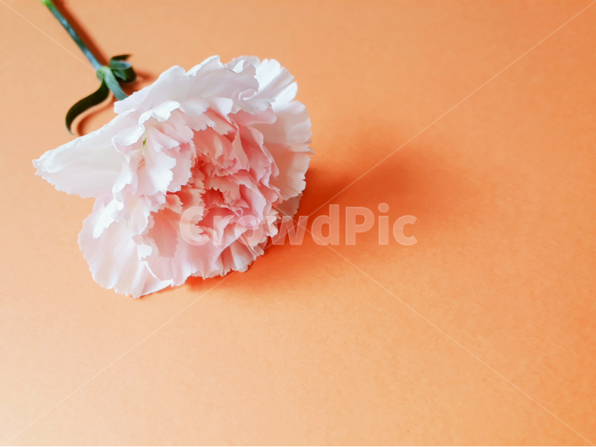 plant,식물,꽃,flower,카네이션,어버이날,감사,스승의날