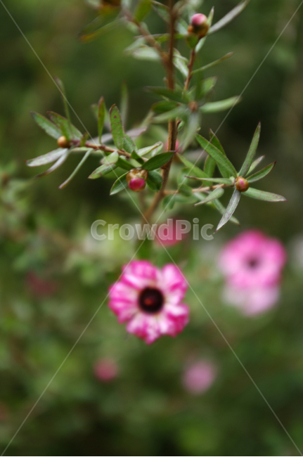 꽃,식물,flower,plant,호주매화,식물,자연,plants,nature,꽃,flower