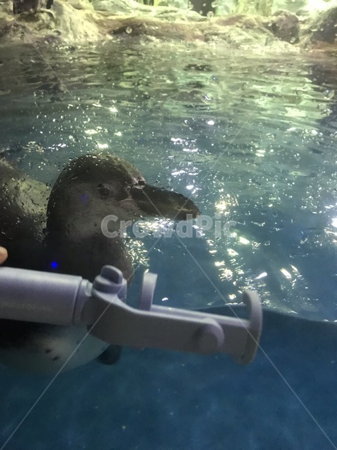 펭귄,수영,아쿠아리움,animal,헤엄