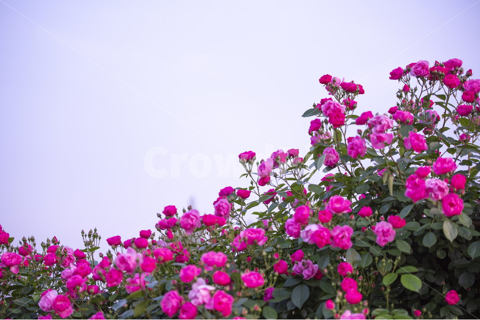 장미,장미꽃,분홍장미,상록관목,오월장미,식물,자연,plants,nature,꽃,flower