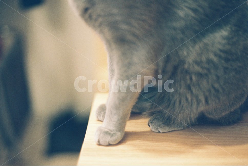 고양이,발,고양이발,솜방망이,귀여움,필름사진,동물,animal,포유류,mammal,고양이,cat,kitten,kitty,감성,sensible,feeling