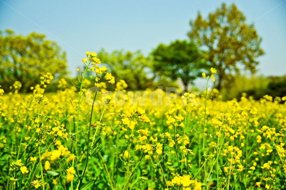 유채꽃,노란꽃,봄꽃,자연,올림픽공원,배경,식물,자연,plants,nature,꽃,flower