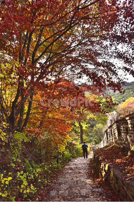 가을,가을풍경,한국자연경관,한국자연풍경,자연,가을배경,fall,autumn,season,가을단풍,nature,outdoors,옥외,가을숲,배경,바탕,백그라운드,background,시즌,계절,가을분위기,forest,찬란한,형형색색,칼라풀,colorful,성곽길,둘레길,남한산성,가을산,사람들,등산객,등산로,가을,계절,fall,autumn,season,자연,풍경,nature,landscape,plant,식물,tree,나무