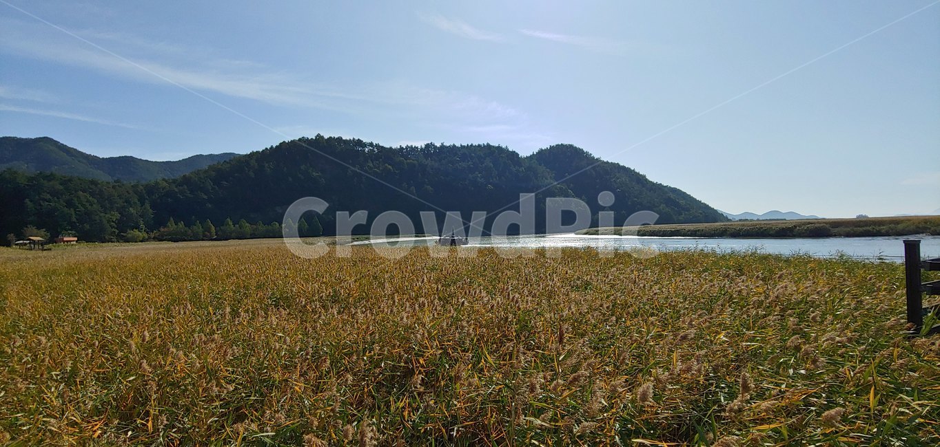 순천만,순천,갈대,갈대밭,갯벌,nature,자연,outdoors,옥외,들,field,목초지,grassland