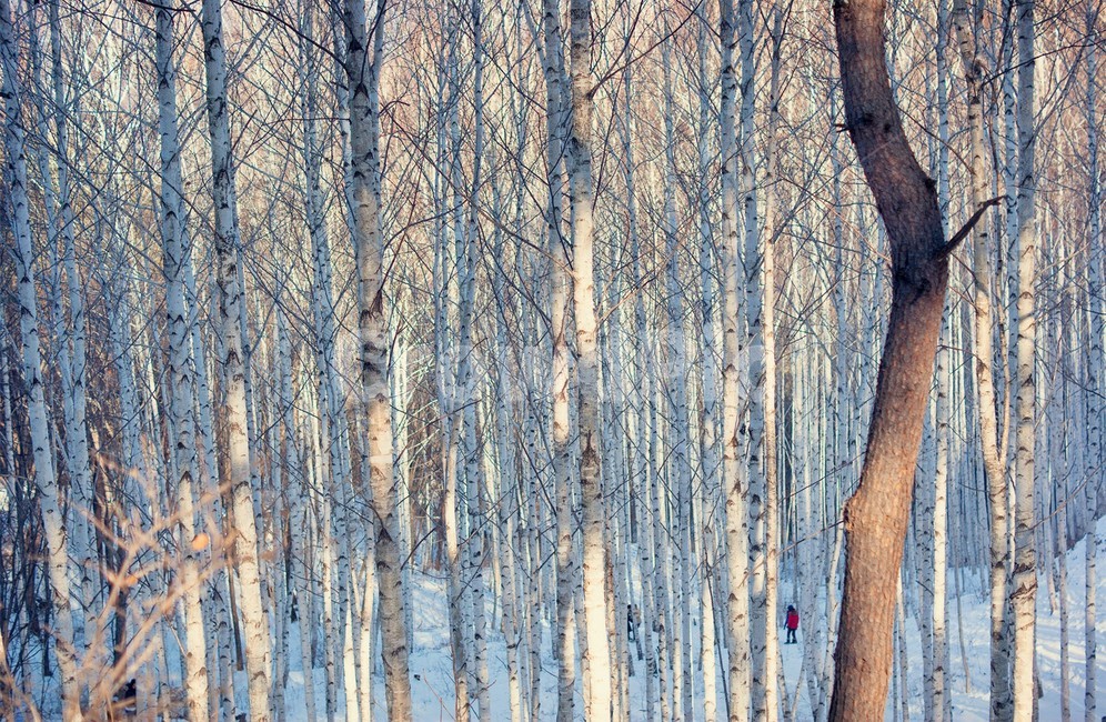 숲,나무,겨울숲,자작나무숲,설경,숲속,식물,자연,plants,nature,나무,trees,wood