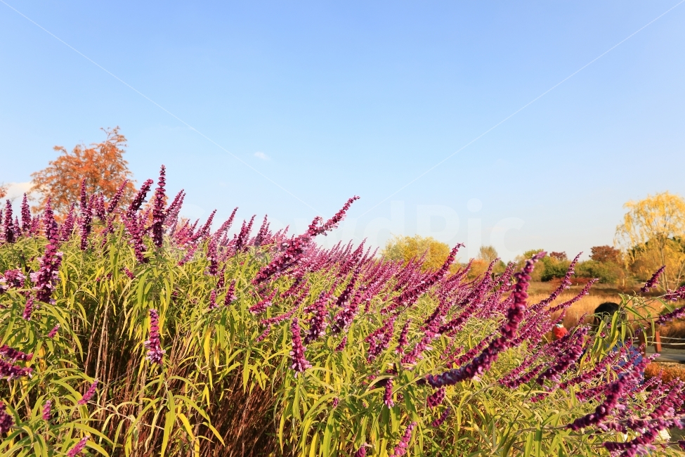 꽃,보라색,자연,풍경,식물,flower,blossome,가을,하늘,sky,식물,자연,plants,nature,꽃,flower