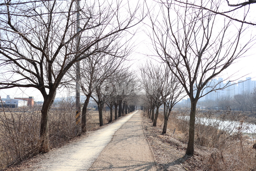 황구지천,산책로,공원,수원,오목천동,겨울,나무