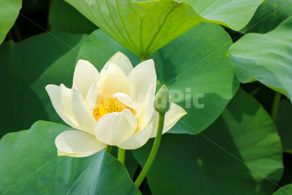 연꽃,lotusblossom,여름,식물,감성사진,emotional,sensible,식물,자연,plants,nature,꽃,flower