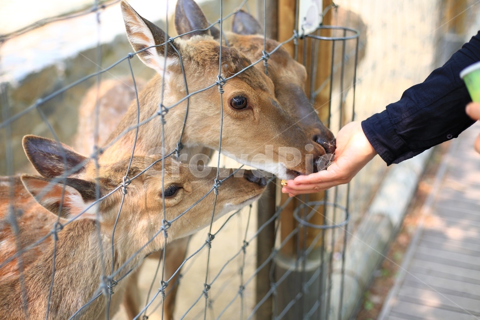 동물,사슴,사람,손,동작,꽃사슴,동물원,농장,체험,먹이,음식,푸드,animal,people,hand,man,men,food,여행,포유류,mammal,자연,동물,animal,포유류,mammal,사람,인물,인간,human,person,신체일부,몸,body