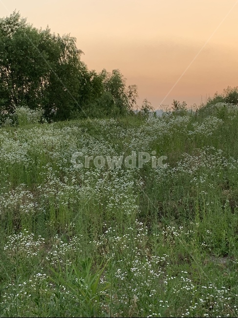 풀,노을,자연,풀숲,풍경