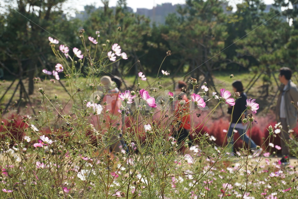 식물,plant,blossom,꽃,코스모스,가을,flower,나들이,사람,가족,식물,자연,plants,nature,꽃,flower