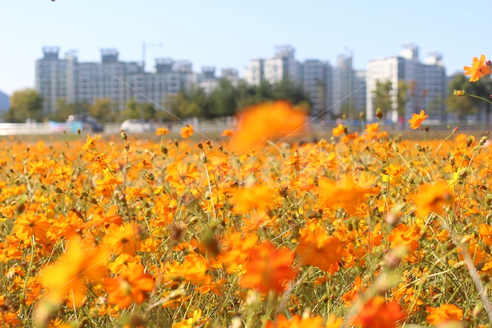 코스모스,꽃밭,공원,아웃포커싱,풍경,가을,계절,fall,autumn,season,식물,자연,plants,nature,꽃,flower