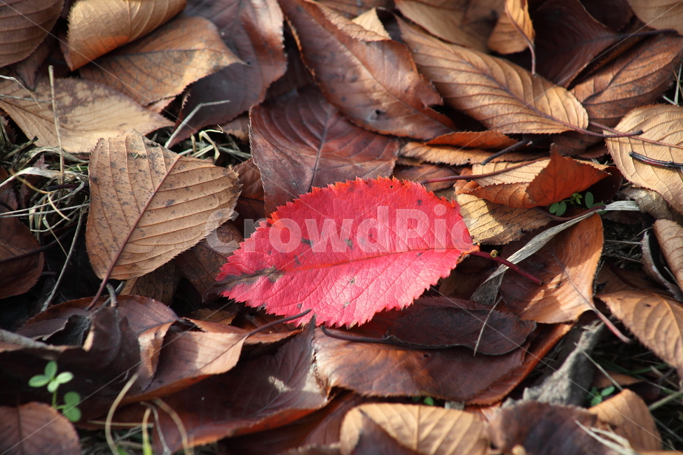 낙엽,가을,단풍,잎,fallenleaves,가을,계절,fall,autumn,season,leaf,plant,식물