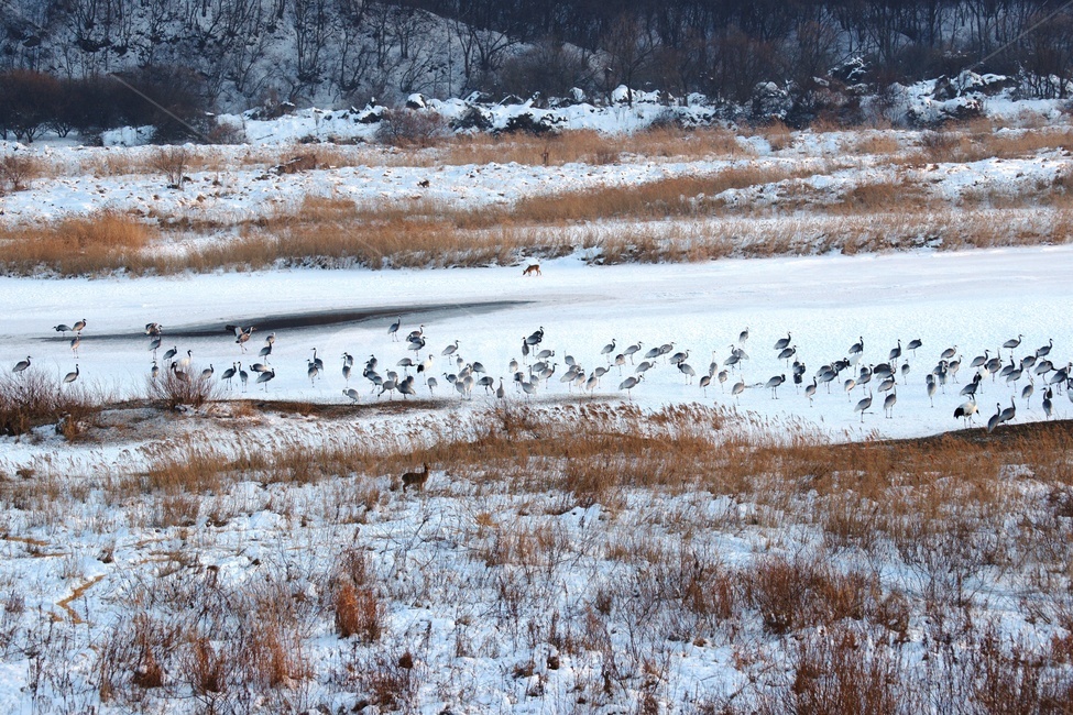 두루미,철원,설경,조류,한탄강,겨울,계절,winter,season,동물,animal,조류,새,birds
