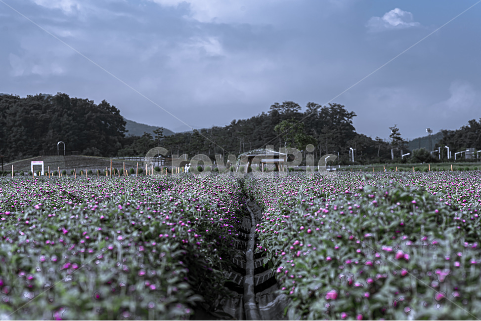 흑백,꽃,천일홍,하늘,구름
