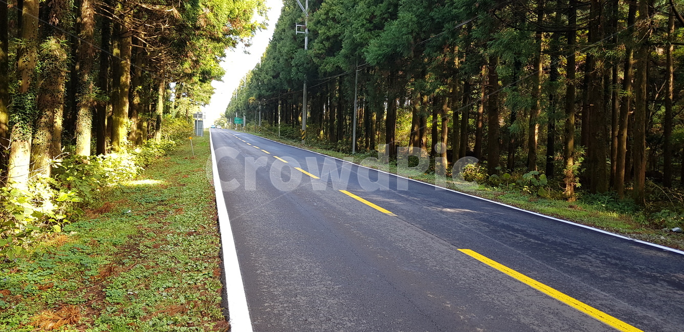 풍경,화창한,제주도,비자림,큰나무,자연,풍경,nature,landscape,road,도로,asphalt,아스팔트,highway,고속도로,freeway,고속 도로