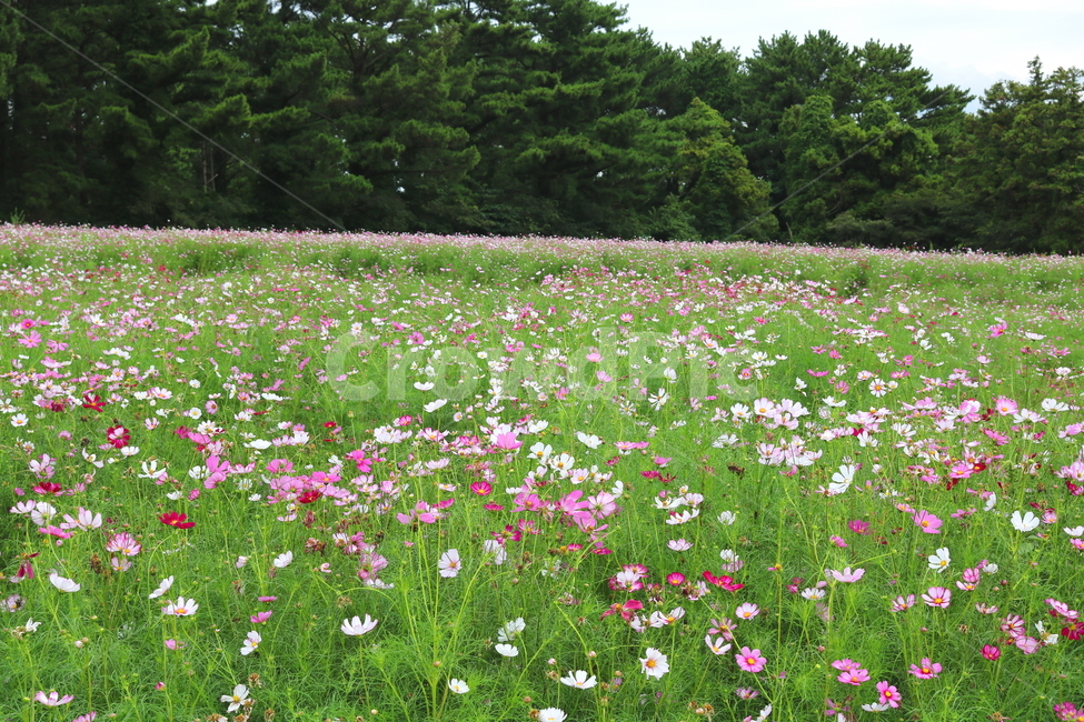 꽃,코스모스,코스모스꽃,식물,자연,풍경,가을,꽃밭,국화과,식물,자연,plants,nature,꽃,flower