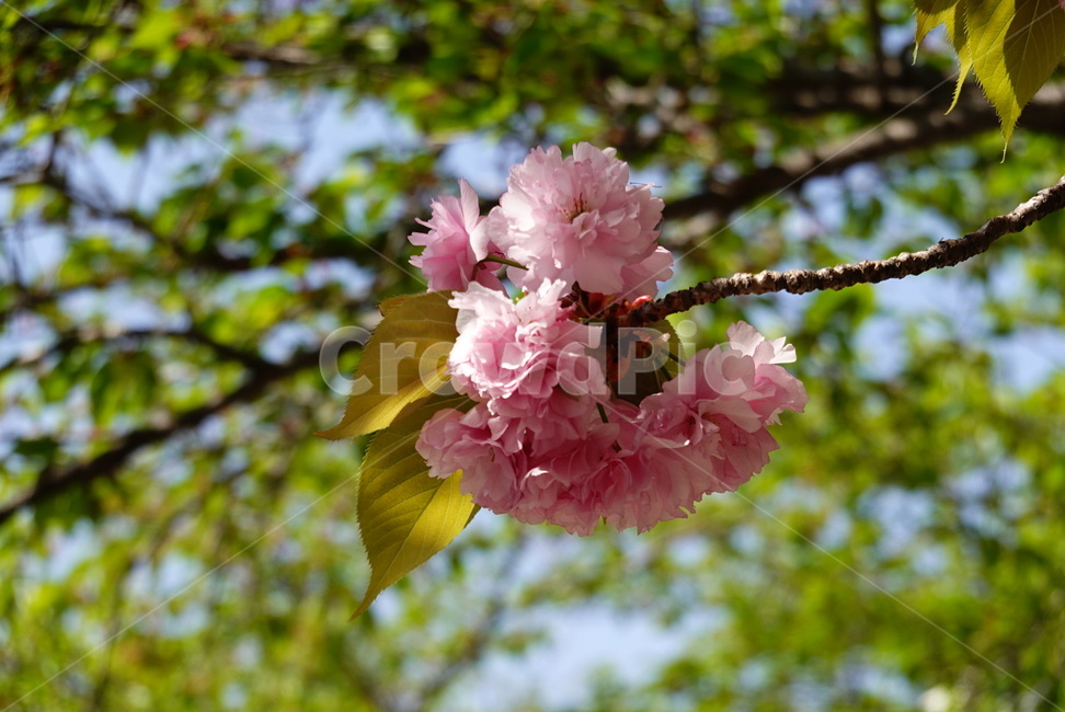 벚꽃,겹벚꽃,분홍,꽃,봄,자연,계절,빛,따뜻함,식물,flower,plants,nature,spring,season,pink,식물,자연,plants,nature,꽃,flower