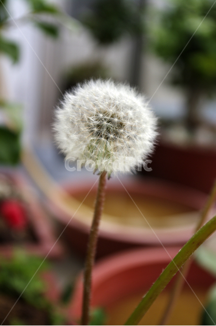 민들레,꽃씨,꽃,flower,계절,봄,spring,식물,plant,자연,nature,식물,자연,plants,nature,꽃,flower