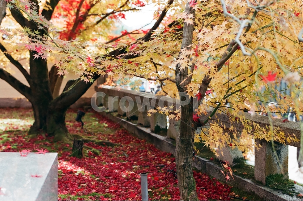 가을,단풍,나무,나뭇가지,낙엽,가을,계절,fall,autumn,season,식물,자연,plants,nature,나무,trees,wood,tree,plant,leaf,잎,tree trunk,나무 줄기,maple