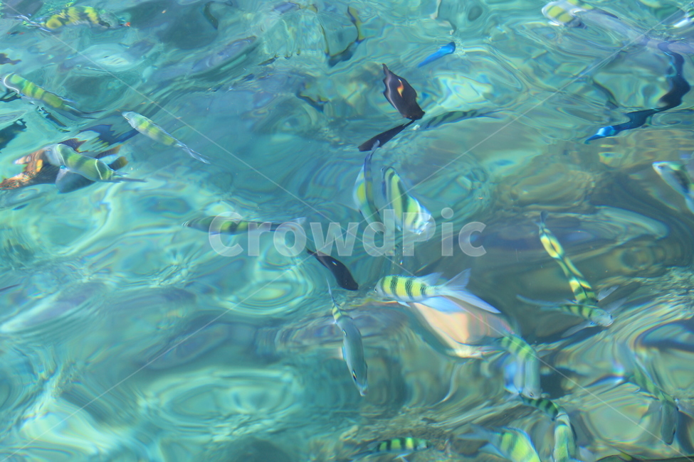 바다,대양,물고기,열대어,sea,ocean,fish,tropical,tropicalfish,water,물,aquatic,물의,동물,animal,어류,물고기,fish
