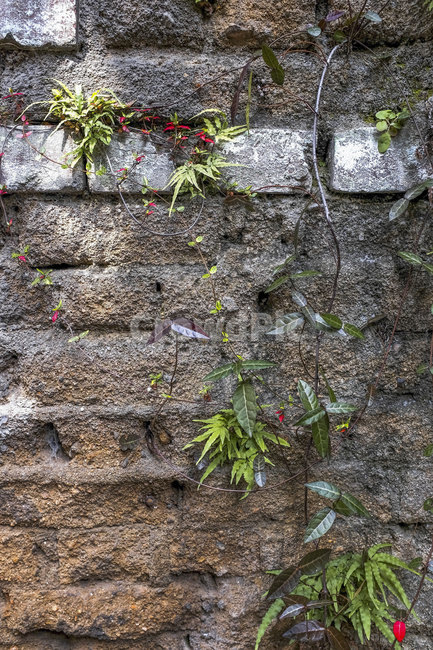벽,잎,자연,벽돌벽,wall,leaf,nature,sensitivity,plant